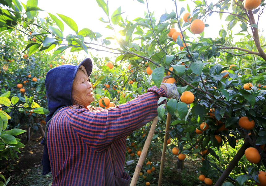 果農正在采摘沃柑。甘益江攝