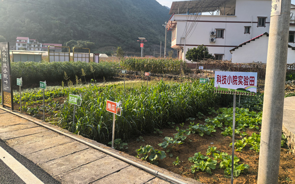 大化科技小院實(shí)驗(yàn)田。李陽攝