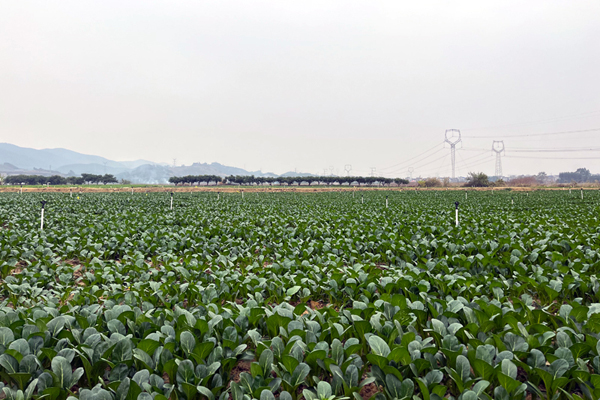 蔬菜基地菜心一片豐收。譚海迪攝