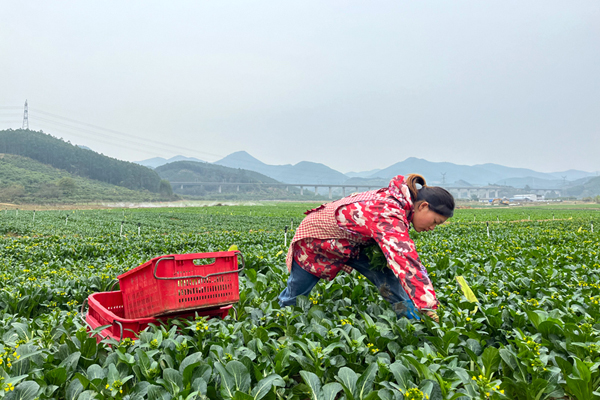 工人正在菜地里采摘。譚海迪攝