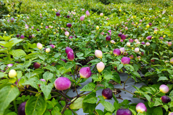 五彩椒是土博鎮(zhèn)特色產(chǎn)業(yè)之一。蘭德波攝