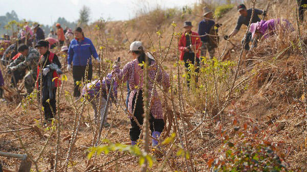 村民在收木薯。莫玉秀攝