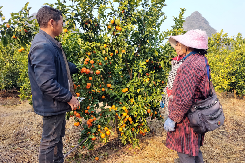 人大代表蔣家枝給村民講解剪果技術(shù)以及剪果后果樹保養(yǎng)技巧。潘光烈攝