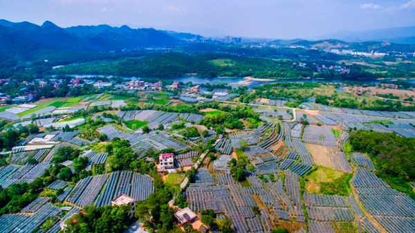 枧塘鎮(zhèn)芳塘村委瓦窯崗村葡萄種植基地。