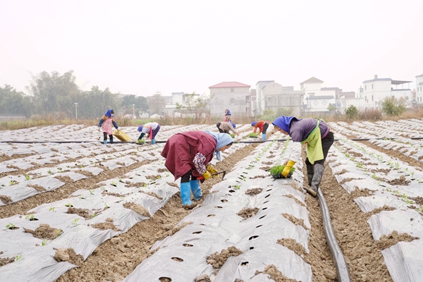 農(nóng)民正在種辣椒苗。