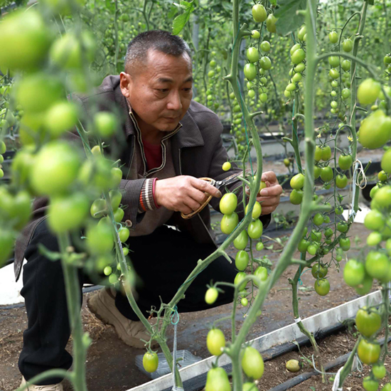 工人正忙著采摘新鮮番茄。韋蒙玲攝