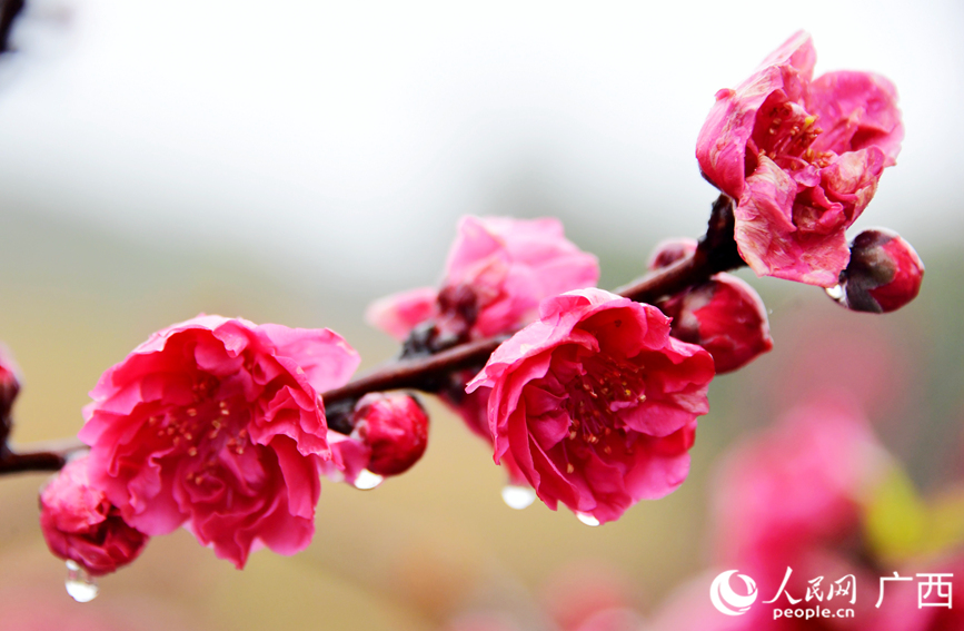 雨中的桃花。