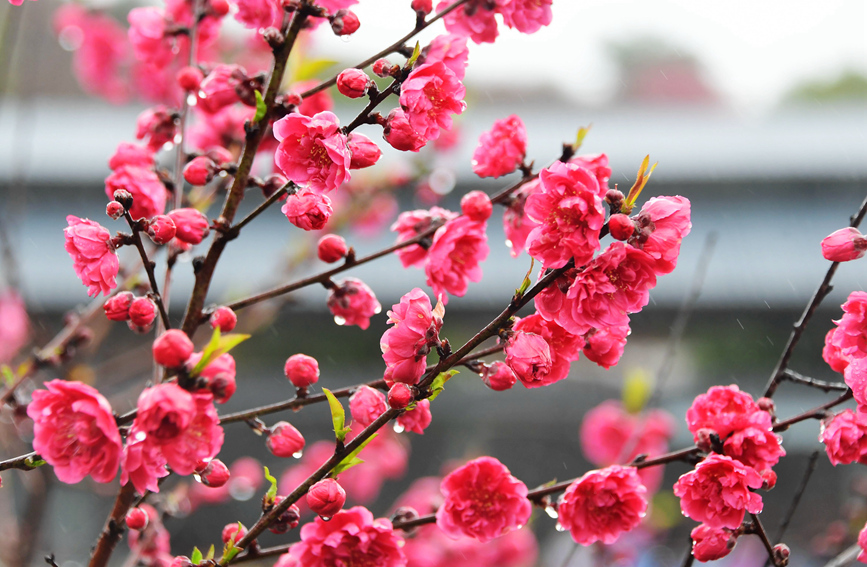 雨中的桃花。