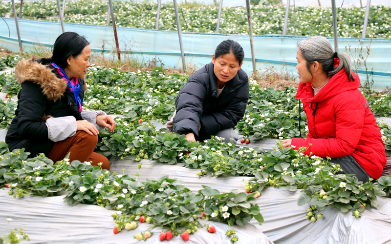 農(nóng)技專家把先進(jìn)的種植技術(shù)和管理方法傳授給草莓種植戶。