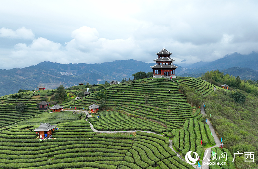 風(fēng)景如畫的三江布央仙人山茶園。人民網(wǎng) 付華周攝