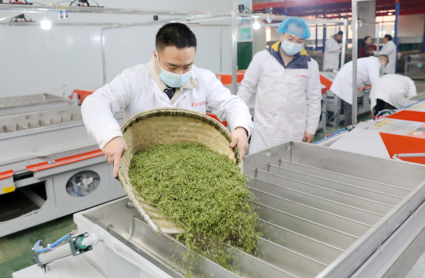 茶企搶鮮趕制早春茶。龔普康攝