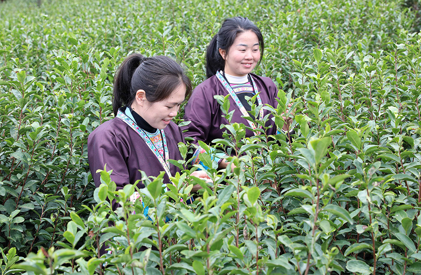 茶農(nóng)在茶園采摘新鮮茶葉。龔普康攝