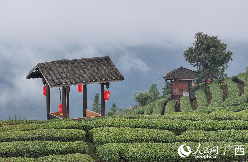 雨后的茶園宛如仙境。人民網(wǎng) 付華周攝