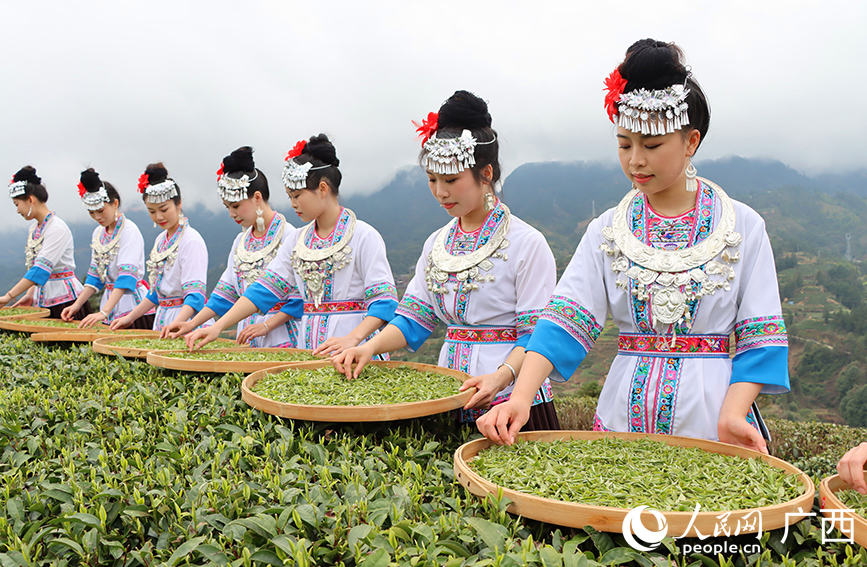 身著民族服飾的侗族姑娘在茶園展示采茶技藝。人民網(wǎng) 付華周攝