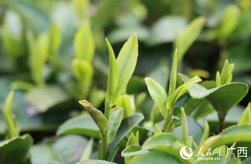 雨后茶樹長出嫩芽。人民網(wǎng) 付華周攝