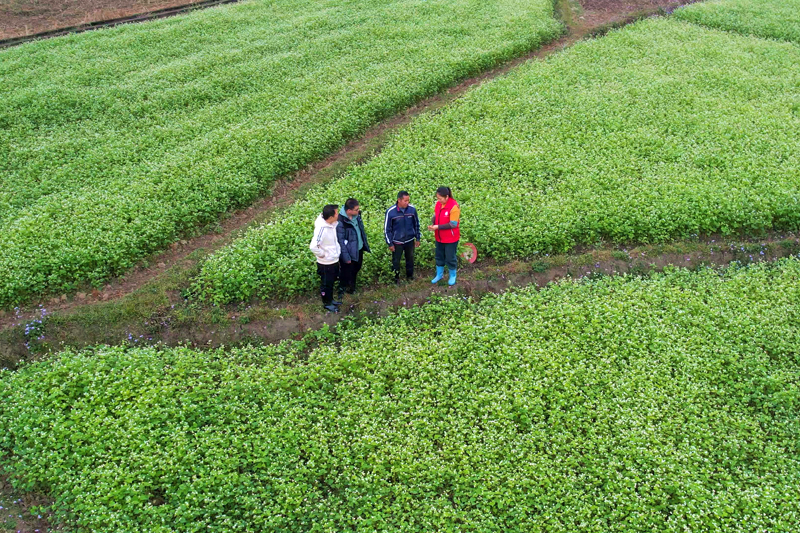 黨員農(nóng)技人員在蕎麥田中指導(dǎo)群眾開展蕎麥花期管護(hù)。