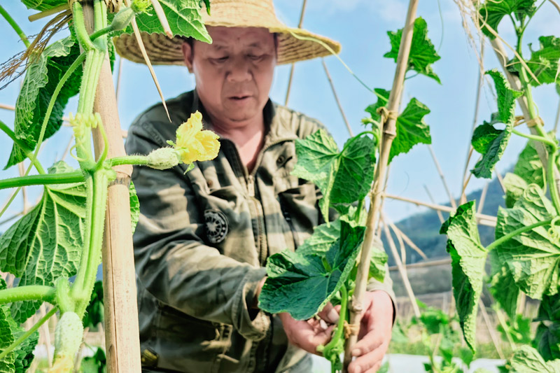 農(nóng)戶在固定瓜藤。