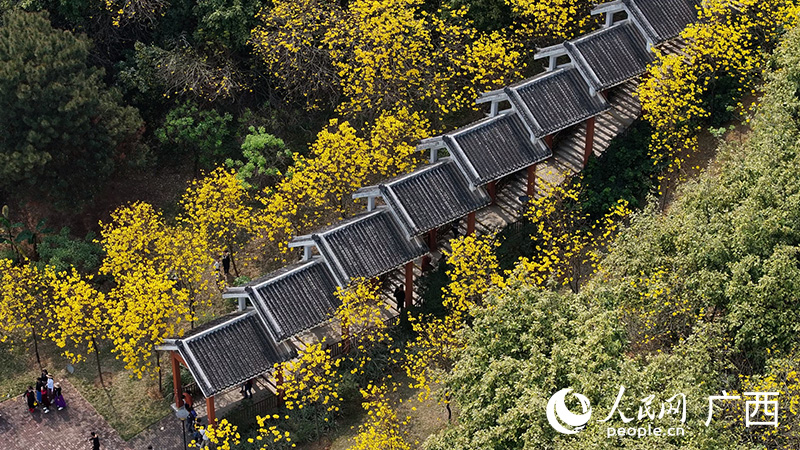 南寧市江南公園內(nèi)，8000余株黃花風(fēng)鈴木正值盛花期。人民網(wǎng) 雷琦竣攝