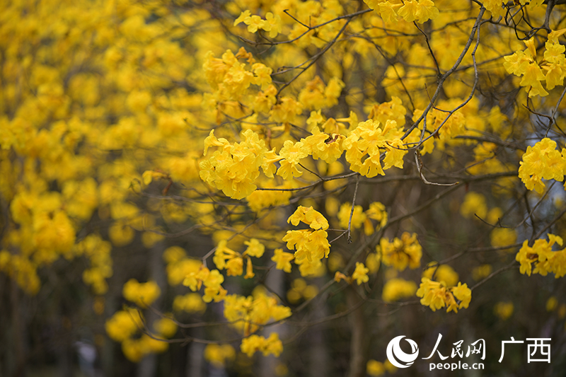 黃花風(fēng)鈴木迎來盛花期。人民網(wǎng) 雷琦竣攝