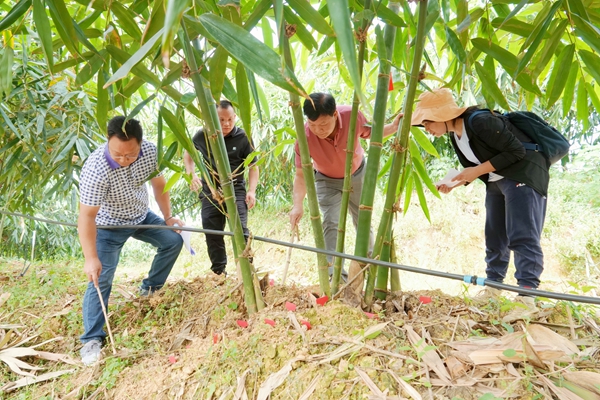 2.廣西壯族自治區(qū)林業(yè)技術(shù)推廣站（廣西壯族自治區(qū)鄉(xiāng)鎮(zhèn)林業(yè)工作站）組織專家對柳州市鹿寨縣林業(yè)技術(shù)推廣中心承擔(dān)的項(xiàng)目進(jìn)行現(xiàn)場查定。.jpg
