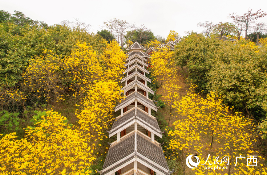 江南公園里的黃花風(fēng)鈴木已進(jìn)入最佳觀賞期。