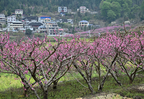 田園風光