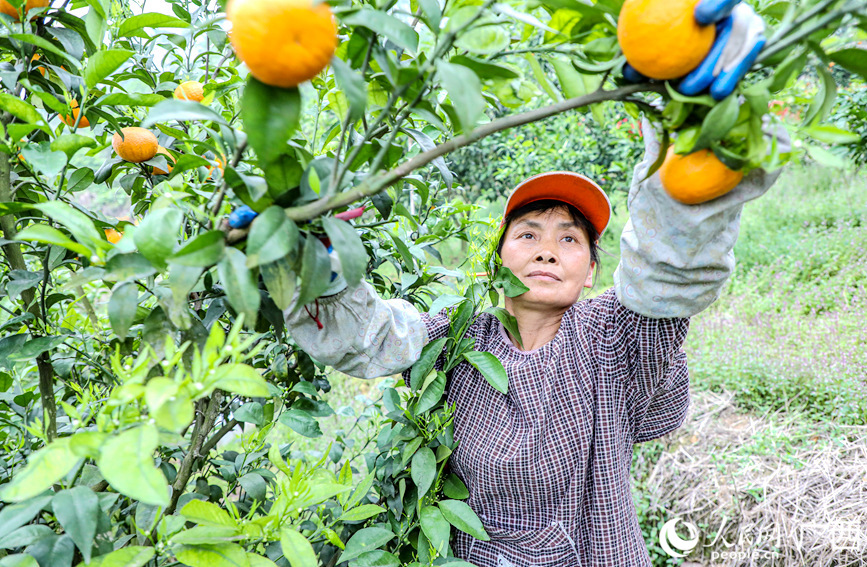 村民正在種植基地里采摘沃柑。