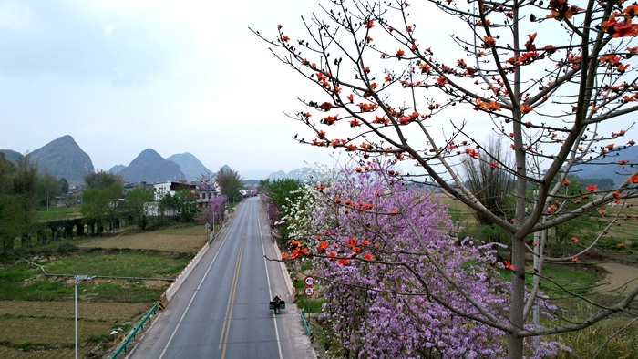 圖為公路兩旁的花海