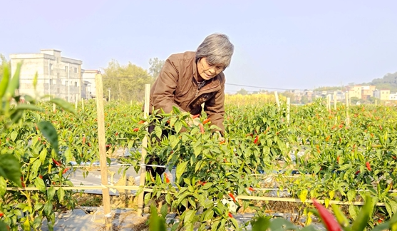 火紅辣椒豐收季 奏響致富“椒”響曲