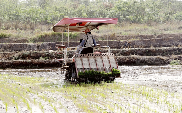 港南區(qū)：春耕生產(chǎn)有序推進(jìn)