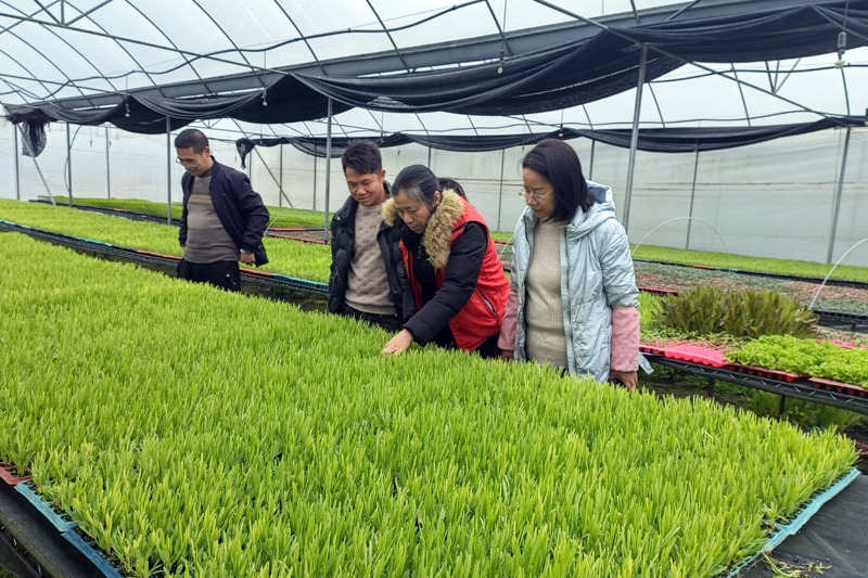 農(nóng)技人員在鋪門鎮(zhèn)蔬菜育苗基地指導(dǎo)種植戶科學(xué)育苗。