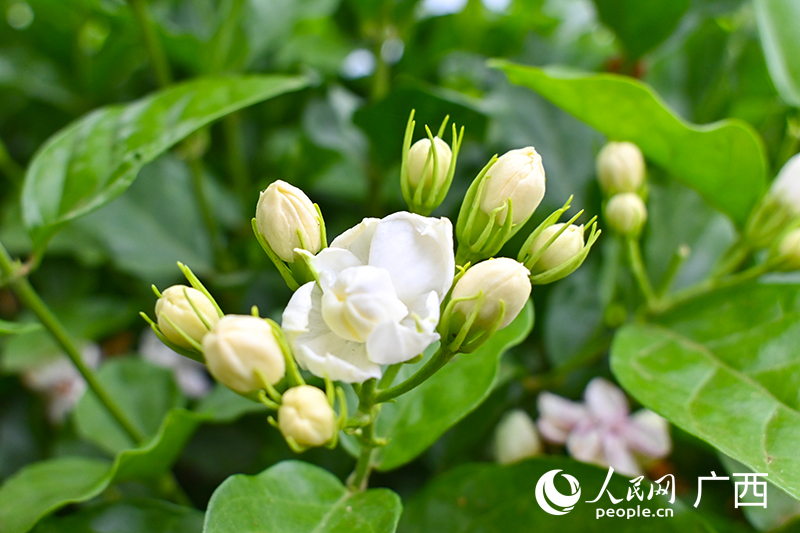 橫州茉莉花。人民網(wǎng) 雷琦竣攝