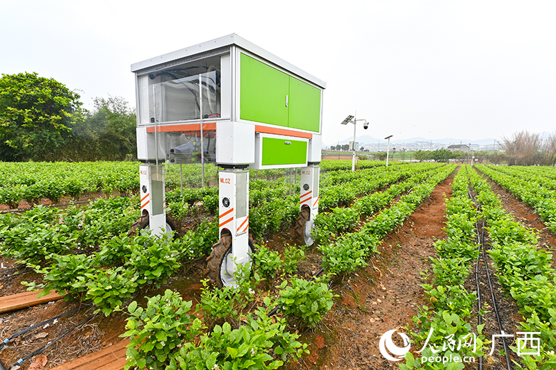 AI機器人在采摘茉莉花。人民網(wǎng) 雷琦竣攝