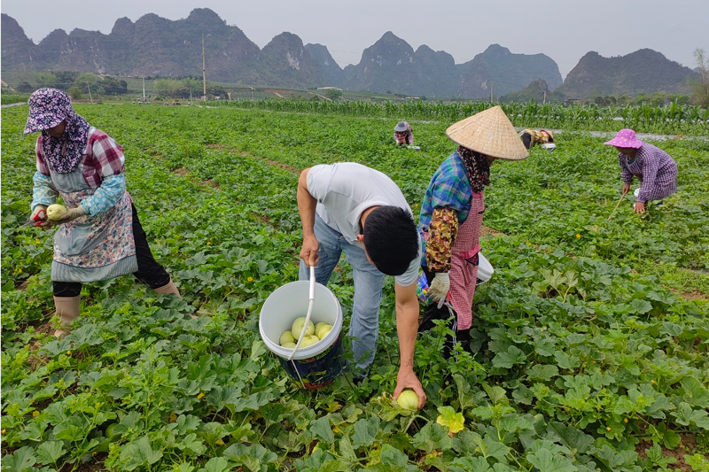 上龍鄉(xiāng)民權(quán)村村民正在瓜地里采摘成熟的香瓜。