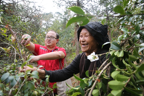 自治區(qū)財政廳駐雙達村第一書記馮仕恒（左）幫村民采摘油茶果