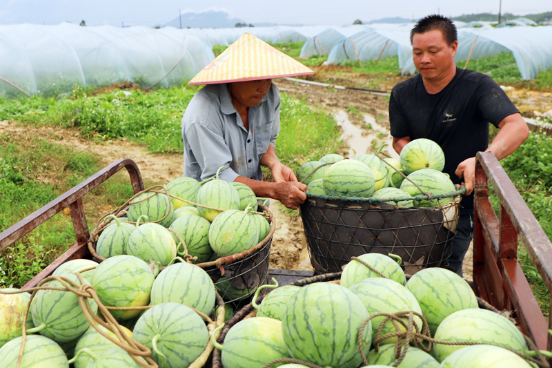 瓜農(nóng)搬運剛采摘的“小糖丸”無籽西瓜。