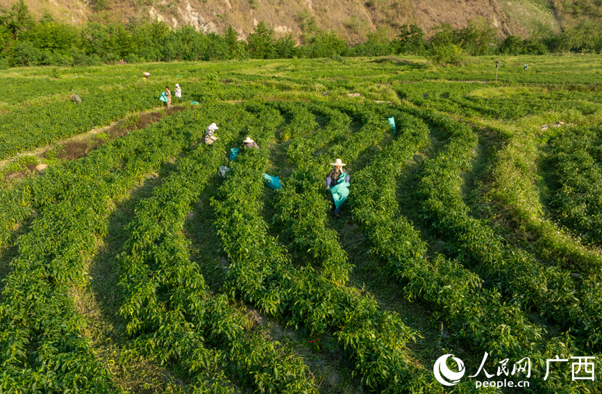 村民在一壟壟翠綠的辣椒地里來(lái)回穿梭采摘辣椒。