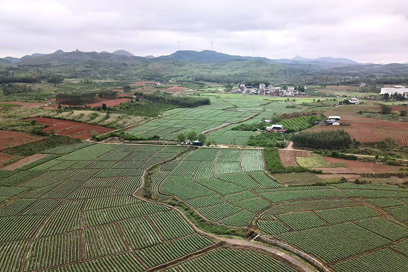 曹里村烤煙產(chǎn)業(yè)“千畝連片示范基地”。何善權(quán)攝