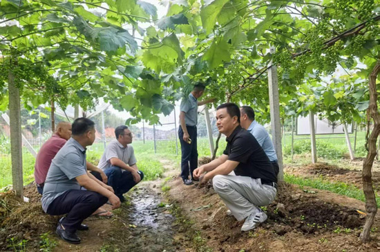 自治區(qū)農(nóng)科院在興業(yè)縣洛陽(yáng)鎮(zhèn)大禮村葡萄產(chǎn)業(yè)園調(diào)研指導(dǎo)工作