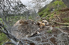 桂勘院承建的地災(zāi)項目成功攔截一崩塌巖石