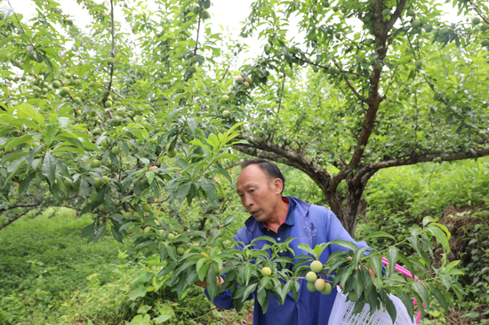 果農(nóng)采摘牛心李。周俊位攝
