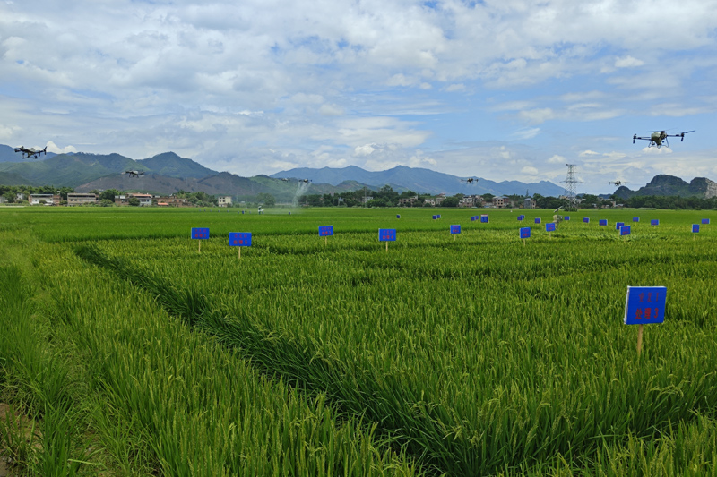 無(wú)人機(jī)正在對(duì)1.46萬(wàn)畝農(nóng)田實(shí)施高效飛防作業(yè)。