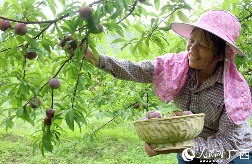 果農(nóng)在采摘三華李。