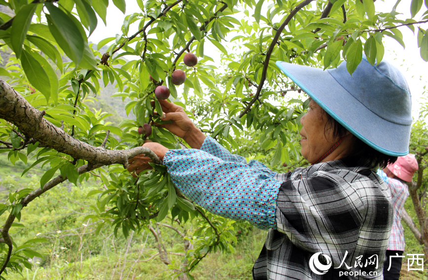 果農(nóng)在采摘三華李。
