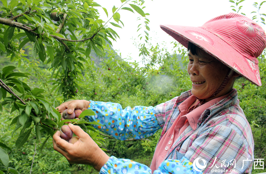 果農(nóng)在采摘三華李。