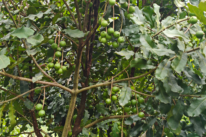 大新縣新育村：小堅果結(jié)出鄉(xiāng)村振興“致富果”近日，走進廣西崇左市大新縣下雷鎮(zhèn)新育村，漫山遍野的堅果樹郁郁蔥蔥，4500多畝果園里，沉甸甸的果實壓彎枝頭，空氣中彌漫著堅果特有的清香?！驹敿?xì)】 