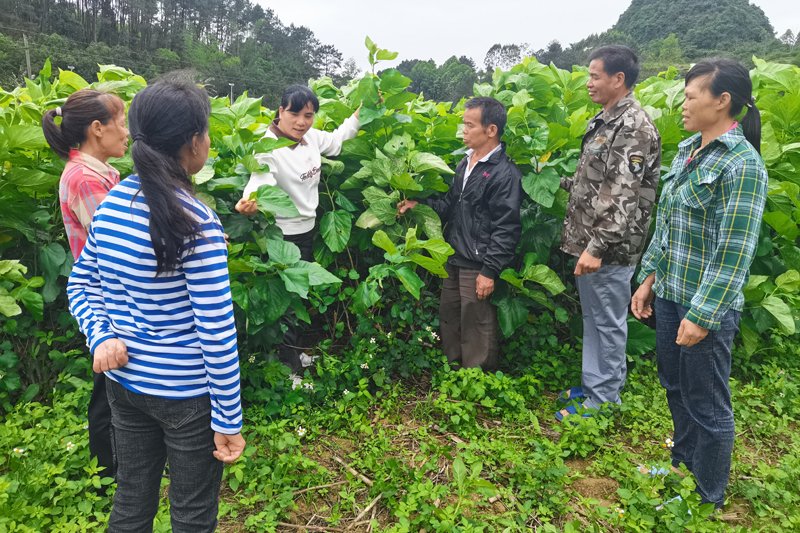 下雷鎮(zhèn)人大代表：聚力一線促振興 履職擔(dān)當(dāng)惠民生為充分發(fā)揮人大代表作用，依法履行代表職責(zé)，廣西大新縣下雷鎮(zhèn)組織轄區(qū)各級人大代表聚焦產(chǎn)業(yè)發(fā)展、民生保障、社會治理等重點領(lǐng)域，創(chuàng)新開展“代表履職在一線”行動?！驹敿?xì)】 