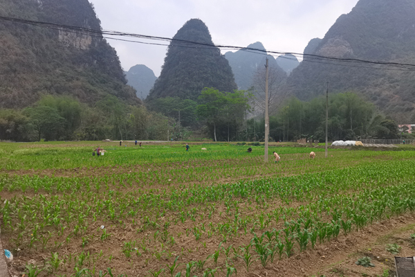 大新縣下雷鎮(zhèn)：不負(fù)春光搶農(nóng)時 田間玉米管護忙走進廣西大新縣下雷鎮(zhèn)下雷社區(qū)玉米地，嫩綠的玉米苗整齊排列、長勢喜人，農(nóng)戶們正在地里進行施肥、除草等田間管理工作，現(xiàn)場一派繁忙的景象?！驹敿?xì)】 