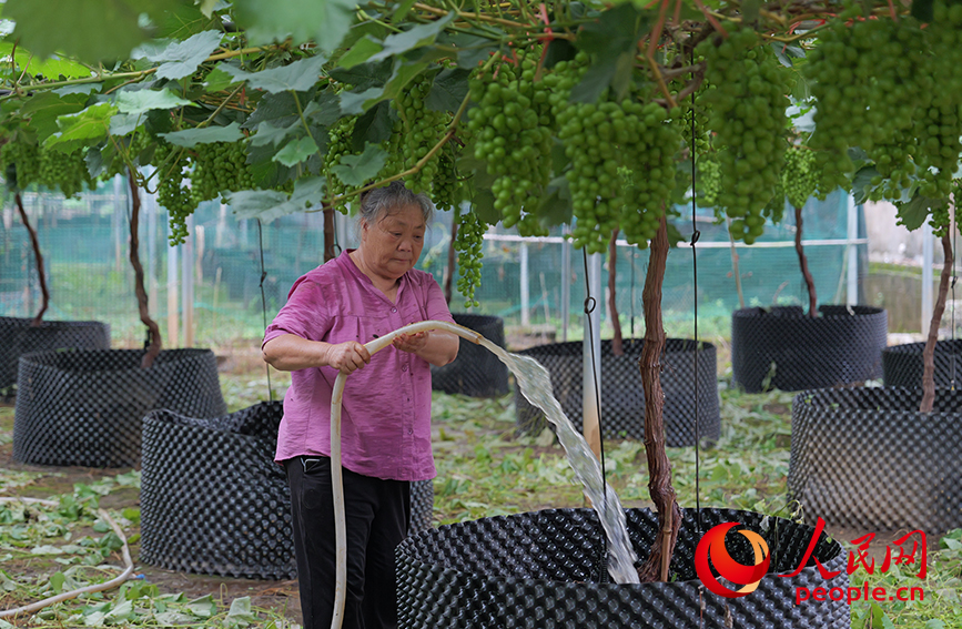 村民正在給葡萄澆水。人民網(wǎng) 梁章暉攝