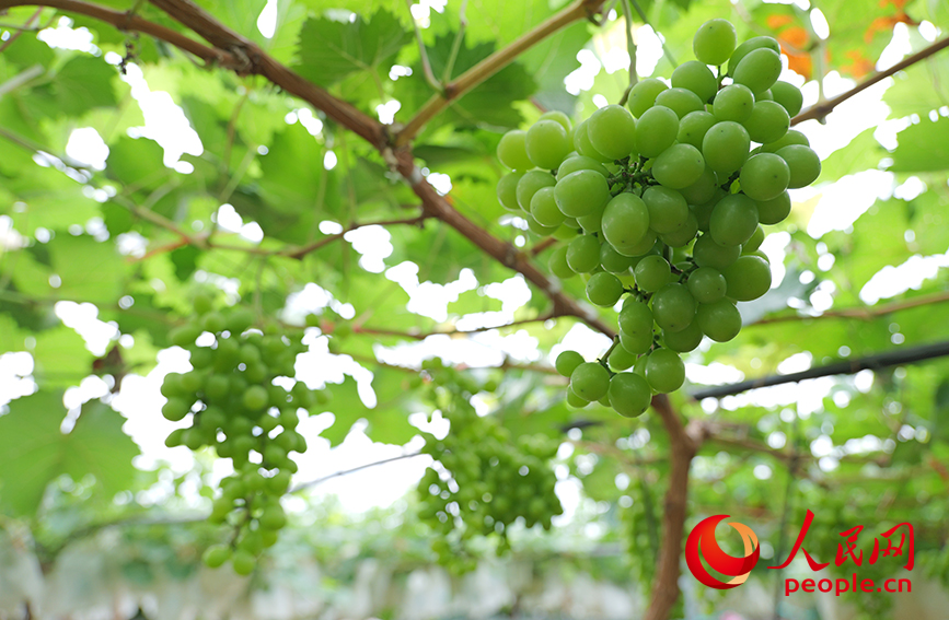 葡萄長(zhǎng)勢(shì)良好。人民網(wǎng) 梁章暉攝